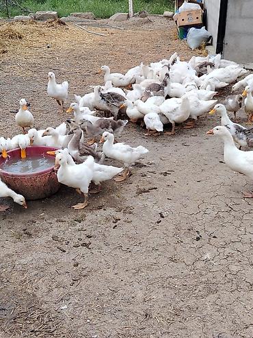 halep kecisi satilir: Satılır: ördək 3 ayliq 10 manat qiymetle bağli narahat etmeyin ciddi — 6