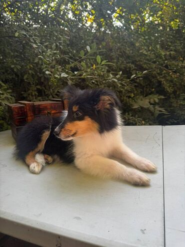 Продажа собак: Колли, 5 месяцев, Самец — 5