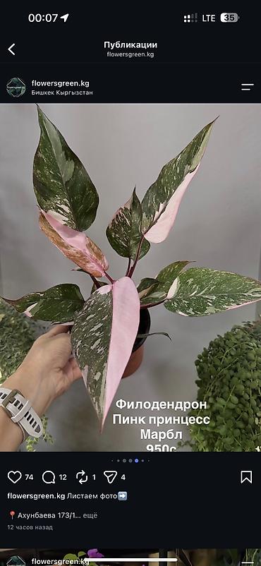 Другие комнатные растения: Комнатные цветы, цены написаны на фото. Адрес : Бишкек,село кок жар — 20