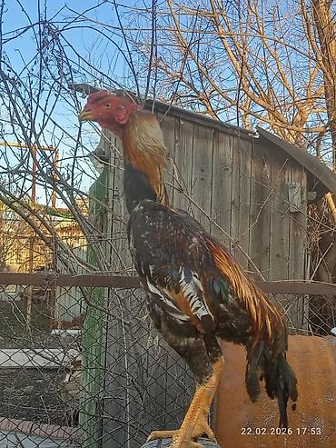 Куры, петухи: Продаю | Петух | Для разведения — 9