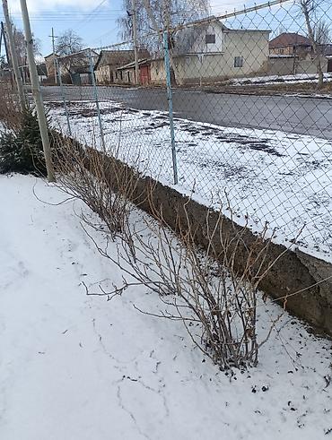 Другие декоративные деревья: Продаются декоративные деревья и кустарники для озеленения участка. В — 10