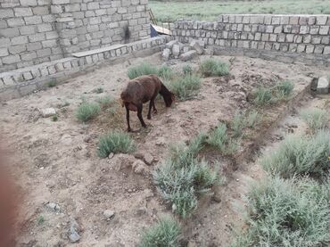 Qoyunlar, qoçlar: Dişi, Qala, il: 1, 45 kq, Ətlik, Damazlıq, Ödənişli çatdırılma