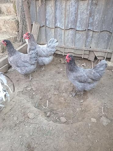 cücə və xoruz: Toyuq, Yumurtalıq — 3