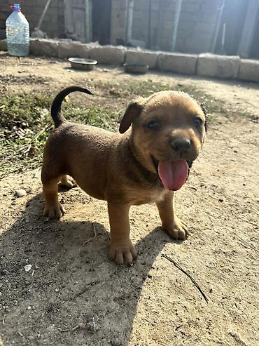 pitbul gence: Salam Pitbull big monster balalar 35 günlükdür qurd dermanlari verilib — 3