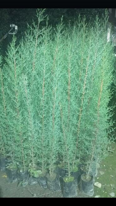 Çöl bitkiləri: Piramida,Arizona konos pixtda,limoni yolkaleylandra,v.s yolkalar — 5