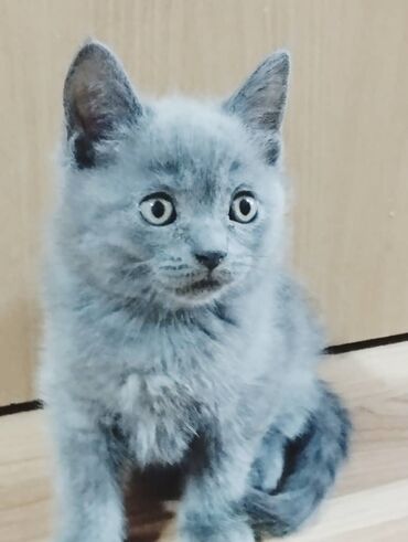 котик вислоухий купить: Скотиш Страйт (Шотландская прямоухая), 3 месяца, Мальчик, Голубой, Приучена к лотку