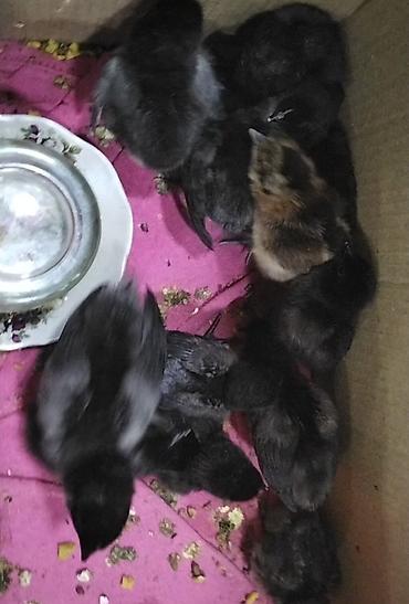 Toyuqlar: Toyuq, Ətlik -da lalafo.az — 23 Toyuqlar: Toyuq, Ətlik — 23