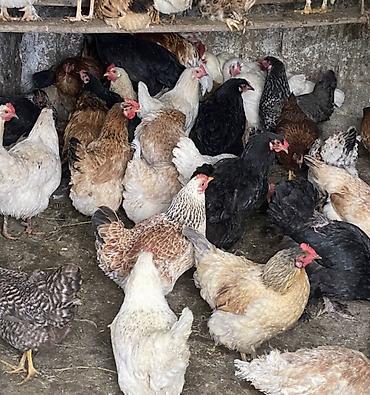 токмок собака: Домашние куры и петухи возраст от 6 месяцев до года 
100 голов — 5