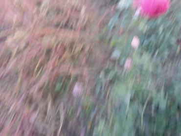 Другие садовые цветы и кустарники: Саженцы садовых роз и хризантем - Розы чайно-гибридные/флорибунда — 2