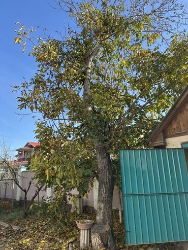 очищенный орех: Грецкий орех во дворе - Породистое плодовое дерево грецкого ореха. -