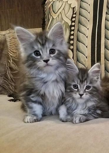 Үй жаныбарлары: Породистые котята мейн-кун, серебристый мрамор (silver tabby) — 2