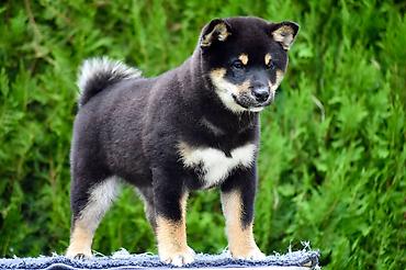 Psi: NEW "MINMIGORA' S" litter "Minmigora' s" Shiba Inu kennel present new — 7