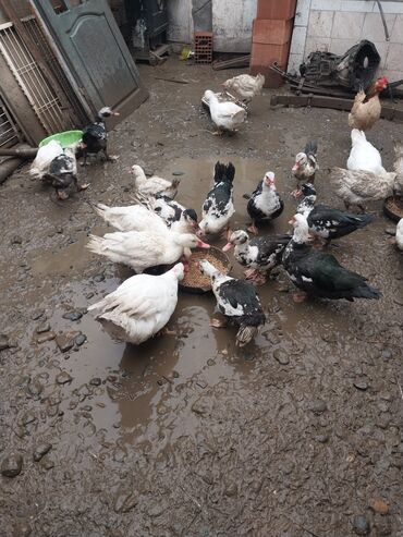 Ördəklər: Erkək, | Lal ördək, Ətlik — 9