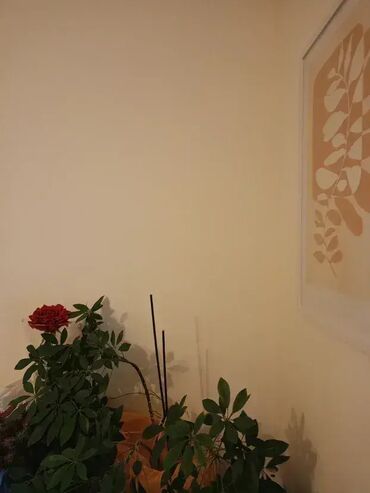 Usluge u domaćinstvu: Postavljanje i Kačenje Slika na Zid 🎨 Usluga postavljanja i kačenja — 3