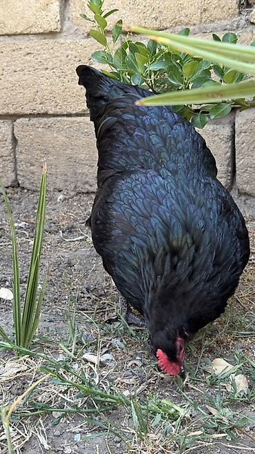 quban toyuqlari: Toyuq, Australorp, Damazlıq — 6
