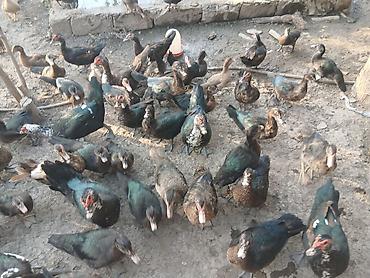 quslar type 1: Erkək, | Lal ördək, Damazlıq — 1
