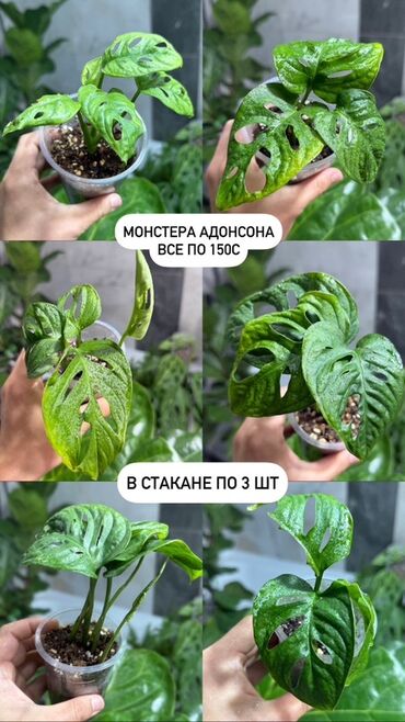 альянс мебель бишкек каталог: Комнатные цветы, цены на фото Монстера Адонсона Сансевиерия ханни