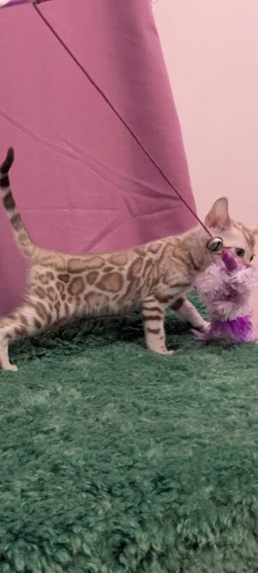 Продажа кошек: Бенгальская, 1 месяц, Девочка, Белый, Кастрирована, Приучена к лотку, Проглистована — 6