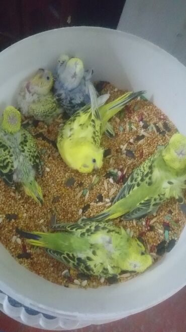 Tutuquşları: Quşlar satlır karella bülbül,fişer,nerazlucnik və sayri münasib — 10