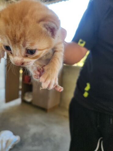 Pişiklər: Dişi, Erkək, Yaxşı əllərə, Ünvandan götürmə, Pulsuz çatdırılma — 11