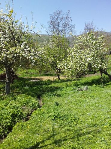 ismayilli buynuz kendi: 2 otaqlı, 80 kv. m, Kredit yoxdur, Orta təmir