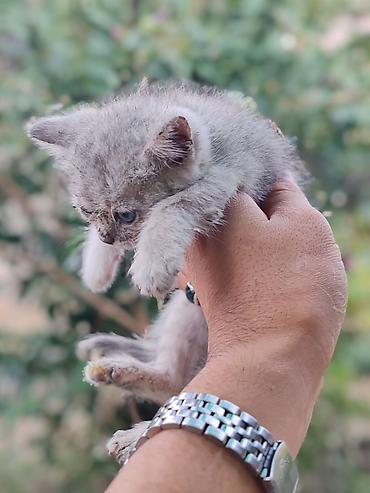 манчкины котята: Котята, короткошёрстные, возраст примерно 4–6 недель. Окрас: - светлый — 3