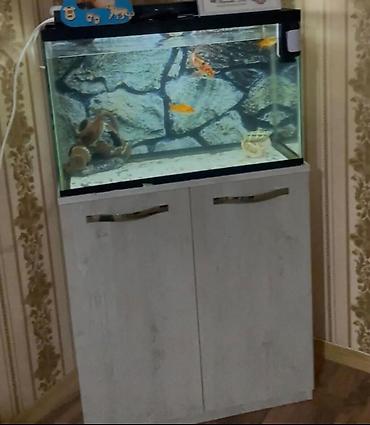 Digər mebel: Akvaryum komplekti - Şüşə akvariyum almisam 170 manata alt skafi ile — 1