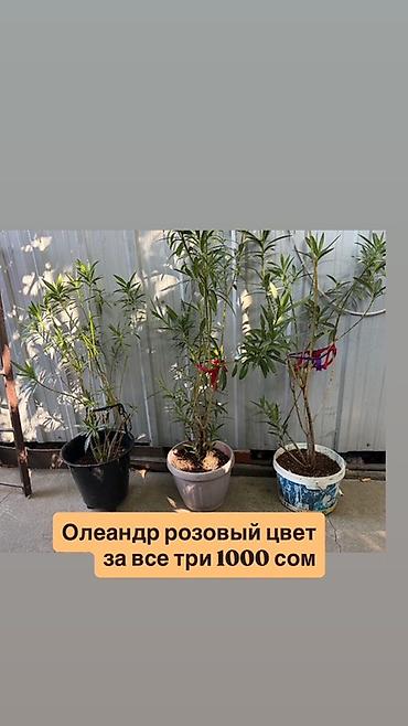 Самовывоз, Платная доставка
