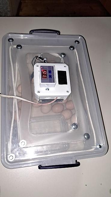 İnkubatorlar: Tam avtomat — 10