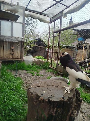dekorativ göyərçin: Cins: Şişin sinəli, tüklü pəncəli göyərçin . super damazliq şişman — 1