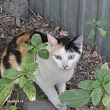 тайская кошка цена: Кошка даром: Тайская, 8 месяцев, Девочка — 1