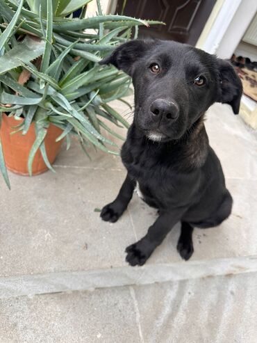 it satisi tap az: Labrador-retriver, 4 ay, Erkek, Peyvəndli, Ünvandan götürmə