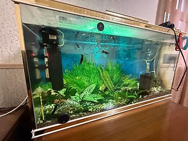 xani baliq: Dördbucaq akvarium, Balıqlarla birlikdə, 90 l — 3