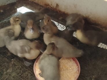 sud veren keci: Lal ördek balalari aqir cekili bir ayliq hamsi kul rengi cox saqlam