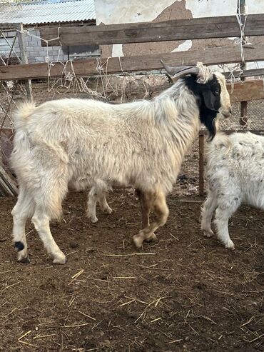 веслоухий кошка: Продаю | Коза (самка) | Полукровка