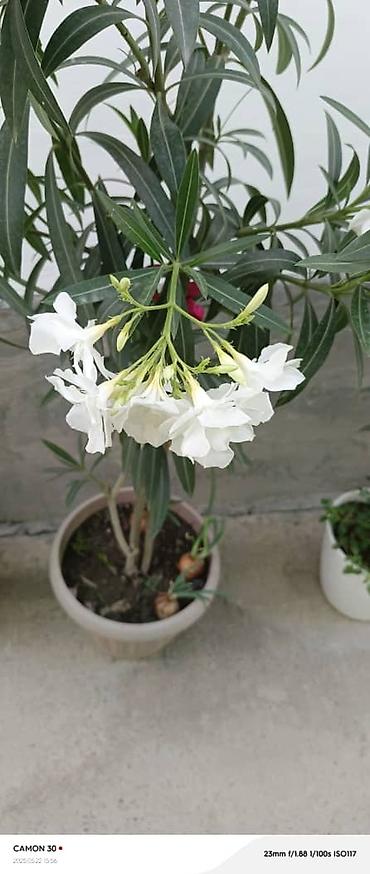 Другие садовые цветы и кустарники: ОЛЕАНДР 
ОЛЕАНДРЫ

Олеандр деревья 

саженцы 3х голичные

детки — 14