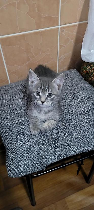 ищу котят: Отдам в добрые руки! Котята домашние. К лотку приучены, в еде не — 3
