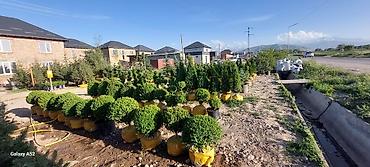 саж: Туя западная, сорт Смарагд, в контейнере, готовая к посадке — 2