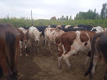 мел для животных: Продаю | Бык (самец) | На откорм — 1