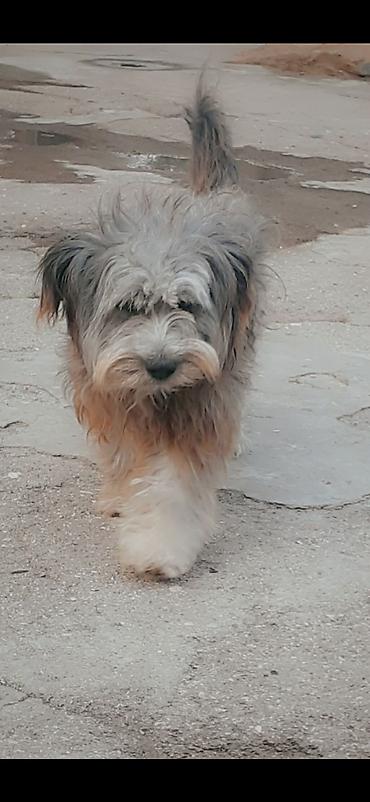 pudel iti qiymeti: Pudel, 6 ay, Erkək, Peyvəndli, Ödənişli çatdırılma — 2