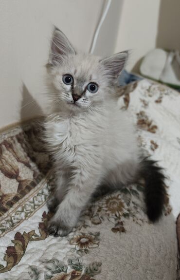 абессинская кошка: 3 айлык, Эркек, Лотокко барууга үйрөтүлгөн