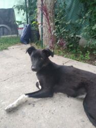 отдам даром животных бишкек: Отдаю собачку в хорошие руки at lalafo.kg отдам даром животных бишкек: Отдаю собачку в хорошие руки