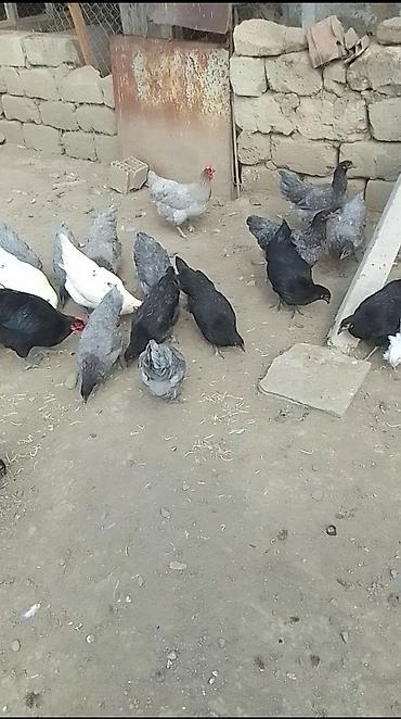 купить собаку в: Salam aleykum. Uca Allah hamının malına bərəkət versin — 1