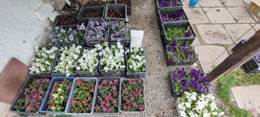 Теплицы: Ищу инвестора для масштабирования тепличного хозяйства и развития — 22