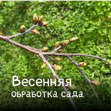 Другие услуги: 🌿 Обработка плодовых деревьев 🌿 Обработка хвойных деревьев 🌿