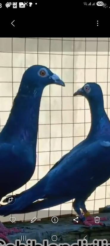lalafo goyercin satisi: 🕊️ Göyərçinlər satılır! 🔹 Ərəb sortu – 50 AZN Uçan quşlardır — 6