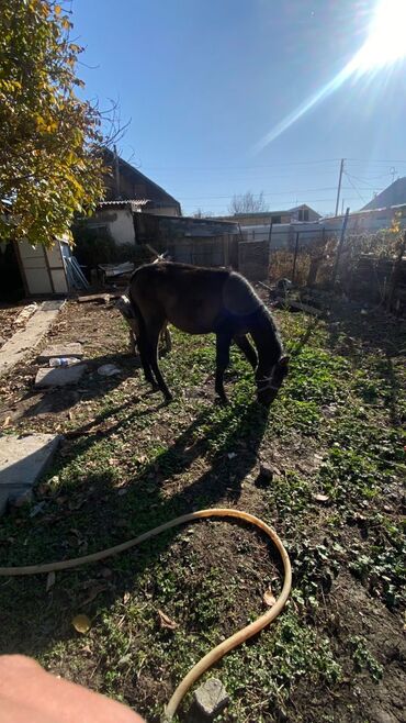 кемин ак бекет: Продаю | Жеребенок | Рабочий