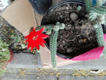 sal duzina sirina: Kaktus šaljem brzom poštom