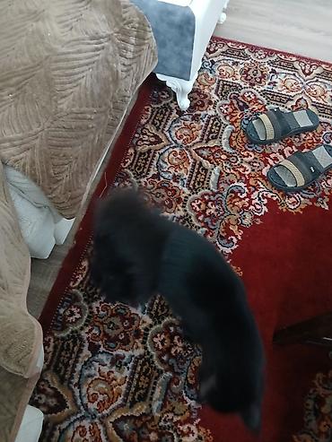 Pişiklər: Yaxşı əllərə — 8