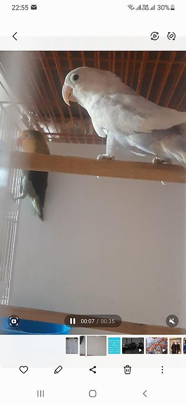 sevgi qusu: Məhsul: Sevgi quşları (Lovebird cütü) Təsvir: - Şəkillərdə iki sevgi — 2